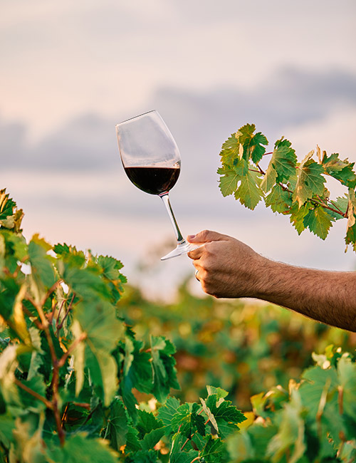 Enoturismo y entorno