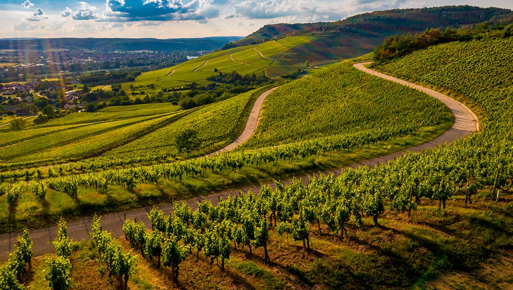 La Ruta del Vino de Bullas y sus bodegas