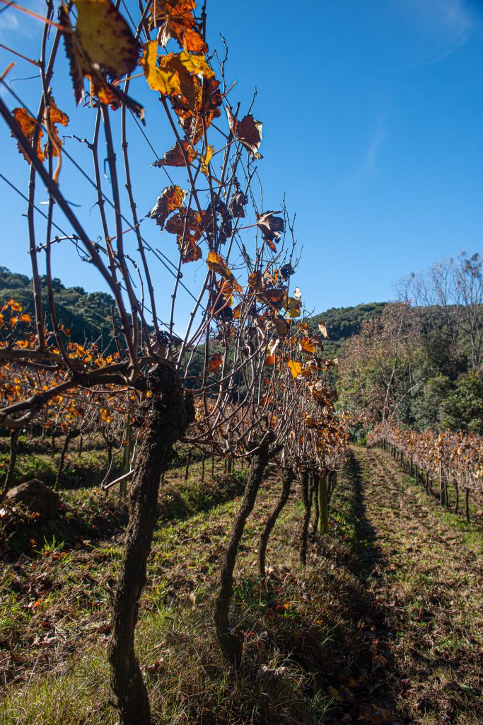 Bullas, un territorio marcado por el vino